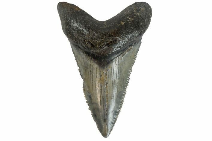 Serrated, Juvenile Megalodon Tooth - South Carolina #183093